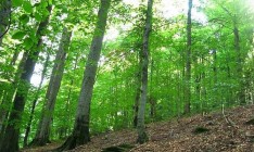 Кабмин утвердил новые правила санитарных работ в лесах