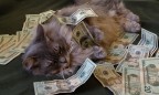 ­Как котики могут научить вас инвестированию