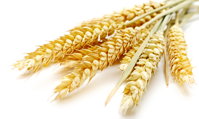 Roshen купит у фермеров 500 тонн пшеницы