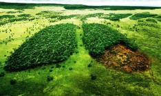 Штрафы за «черную» вырубку леса планируют повысить в 10 раз