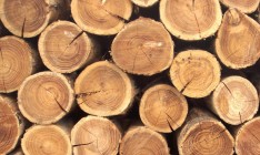 СБУ разоблачила схему хищения ценных пород древесины в Ровенской области