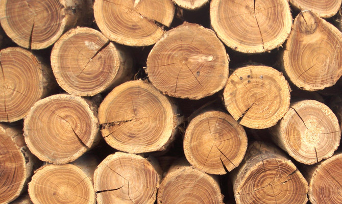 СБУ разоблачила схему хищения ценных пород древесины в Ровенской области