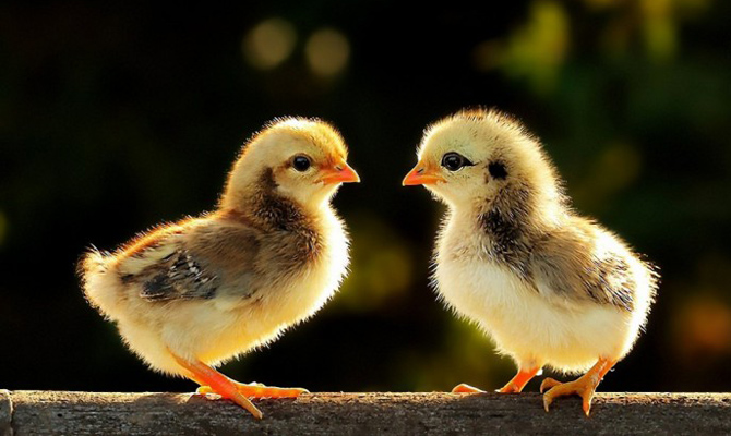 Украина начнет поставки мяса птицы в Сербию