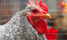 Украина ограничила импорт птицы из Болгарии и Венгрии