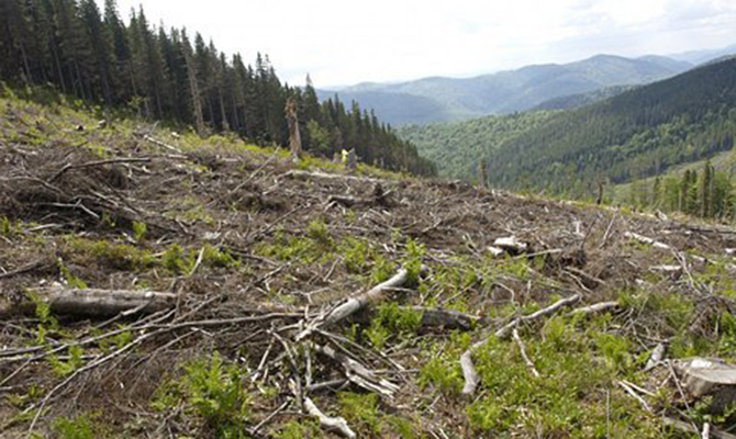 Австрия и Германия помогут Украине создать лесной кадастр