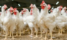 Украина запретила импорт польской продукции птицеводства