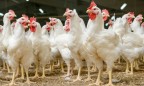 Украина запретила импорт польской продукции птицеводства