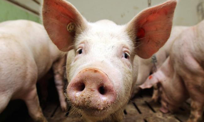 В Житомирской области зафиксирован случай АЧС