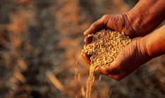 «Аграрный фонд» запускает торговлю зерновыми фьючерсами на бирже