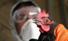 В Китае прекращают торговлю курицей из-за птичьего гриппа