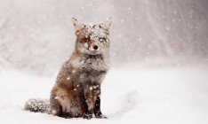 В Украину идут 20-градусные морозы с метелями и сильным ветром