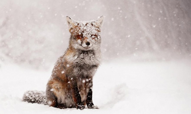 В Украину идут 20-градусные морозы с метелями и сильным ветром