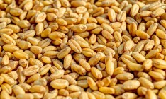 Украина с начала 2016/2017 МГ экспортировала 23,1 млн тонн зерна