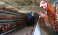 Беларусь частично запретила ввоз украинской курятины