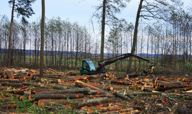 Верховная Рада планирует запретить рубку леса в пралесах