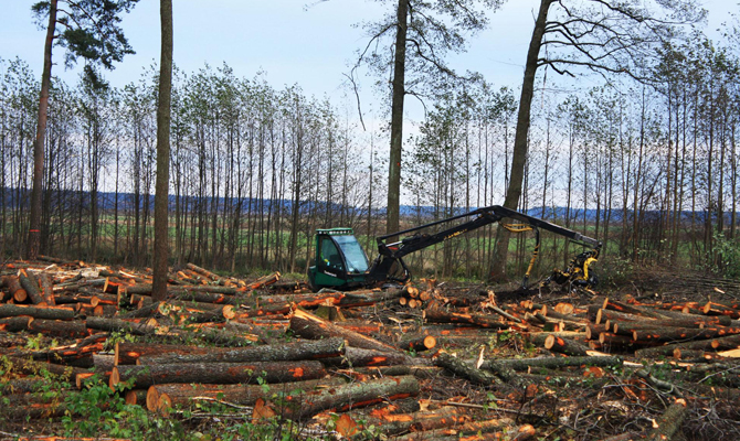 Верховная Рада планирует запретить рубку леса в пралесах