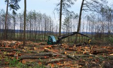 Верховная Рада планирует запретить рубку леса в пралесах