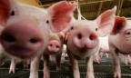 На Луганщине зафиксировали новую вспышку чумы свиней