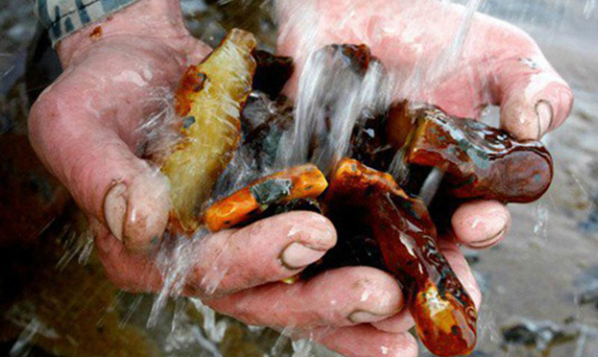 За год расследовалось свыше 500 дел по незаконной добыче янтаря в Ровенской области