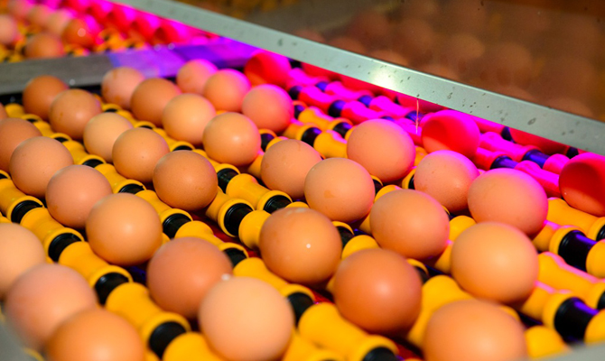«Овостар Юнион» в 2016г увеличил производство яиц на 24%