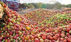 В России уничтожили 60 тонн польских яблок