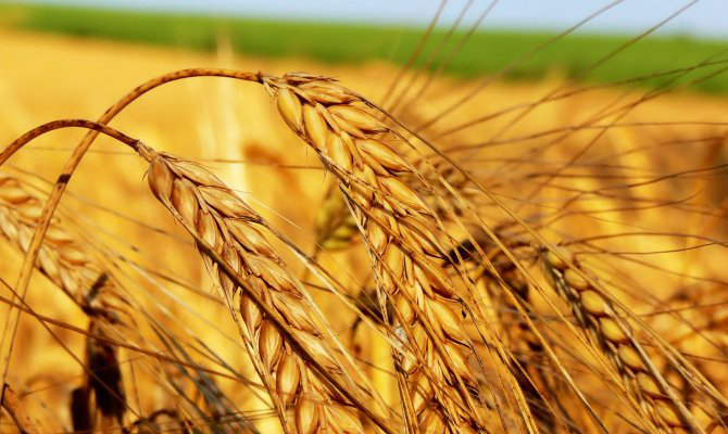 США готовы обсудить с Украиной импорт пшеницы, — Кутовой