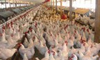 Запрет на поставки курятины в ЕС действует для Черновицкой, Одесской и Херсонской областей