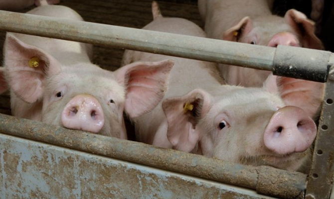 Госпродпотребслужба создаст мобильные группы по контролю за АЧС