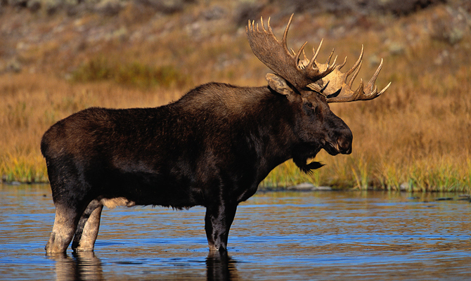 В Украине запретили охотиться на лося