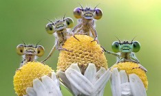 Siena International Photo Awards: лучшие фотографии дикой природы 2016