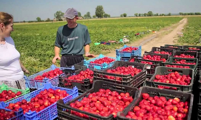 Бизнесмены Чехии требуют упростить правила трудоустройства для украинцев