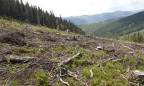 Рада увеличила штрафы за засорение лесов в пять раз