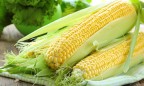 Кения возобновила импорт кукурузы из Украины