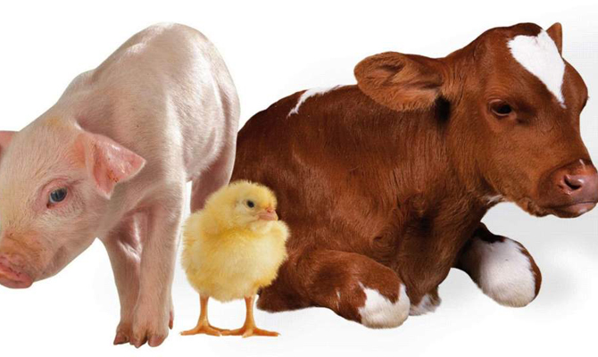 В Украине внедряют страхование сельскохозяйственной продукции