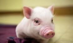 Беларусь ограничила ввоз свинины из Днепропетровщины