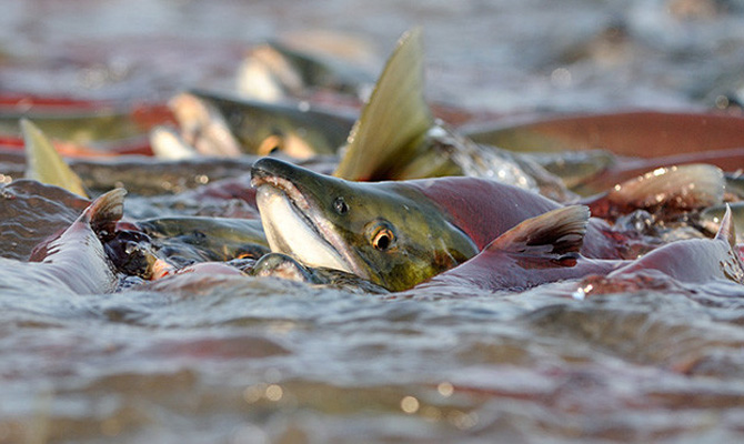 Украина побила 20-летний рекорд по вылову рыбы