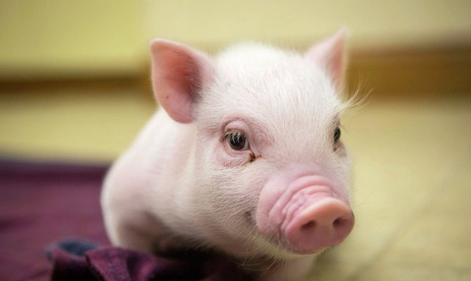 Беларусь ограничила ввоз свинины из Днепропетровщины