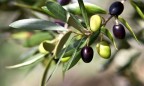 На Херсонщине планируют выращивать оливки