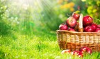 Китайцы инвестируют полмиллиарда в украинское садоводство