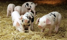 KSG Agro завершила реструктуризацию долга в размере €4 млн