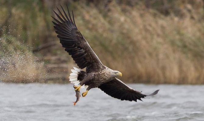 В Украине сегодня в 10 раз увеличились штрафы за незаконное коллекционирование растений и животных