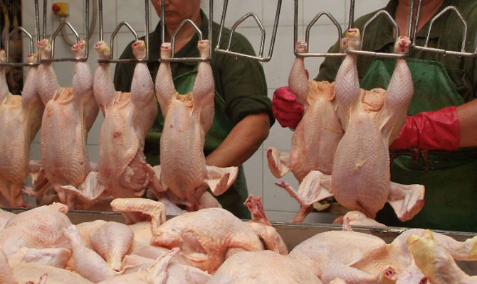 Украина с начала года увеличила экспорт мяса птицы на 45%