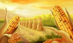 ЕС увеличит производство кукурузы