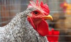 Беларусь отменила запрет на импорт птицы из Черновицкой области