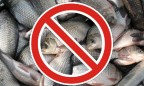 С 1 апреля начнет действовать запрет на вылов рыбы