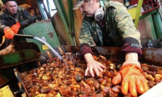 В Житомирской области нашли новые места незаконной добычи янтаря