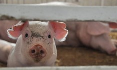 В Винницкой области новая вспышка АЧС