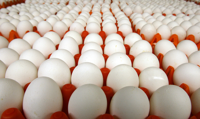 Агрохолдинг «Авангард» за год втрое сократил убыток