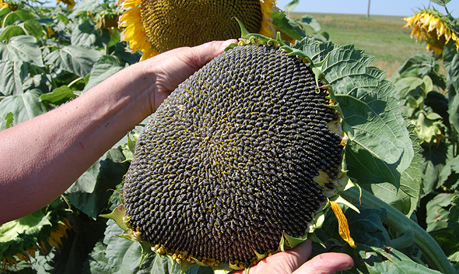 DuPont Pioneer инвестирует $5 млн в запуск линии по производству семян подсолнечника в Полтавской области