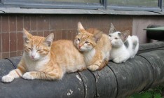 В Киеве 1 апреля начнут отключать отопление